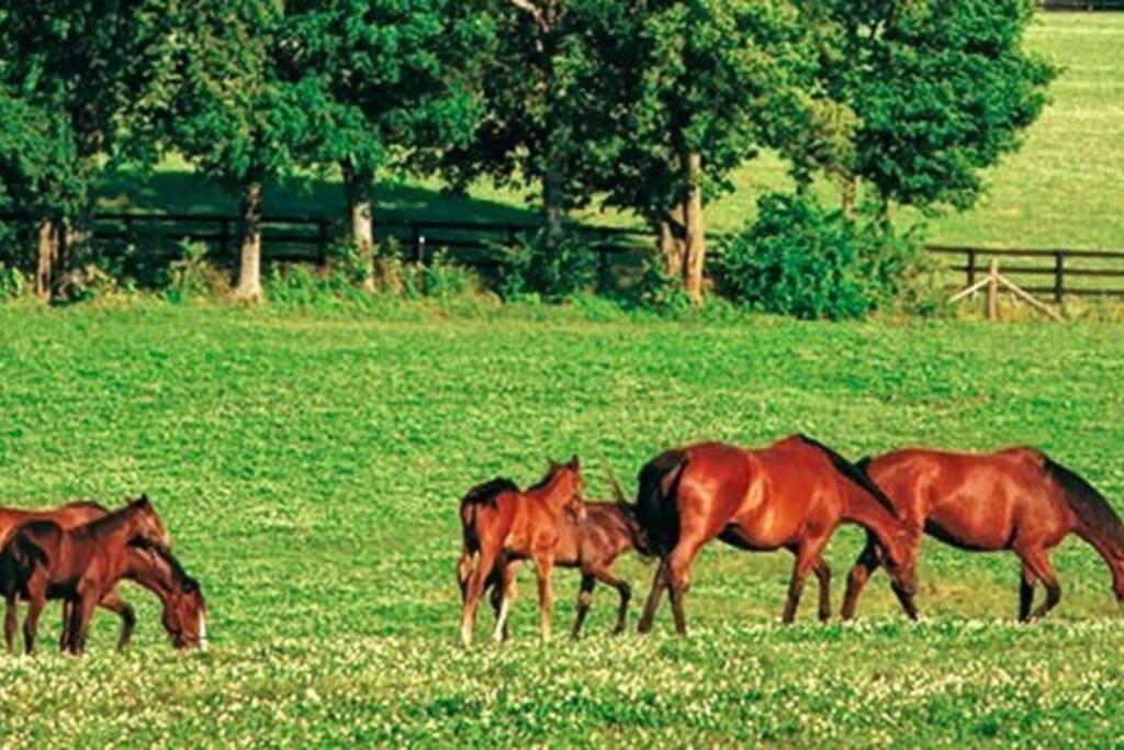 Gite Green Villiers-sur-Tholon Buitenkant foto